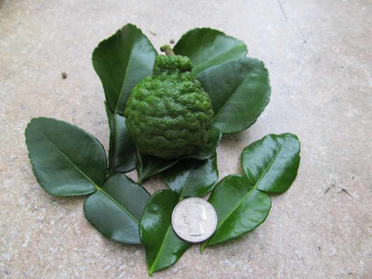 Kaffir Lime Tree • Just Fruits and Exotics