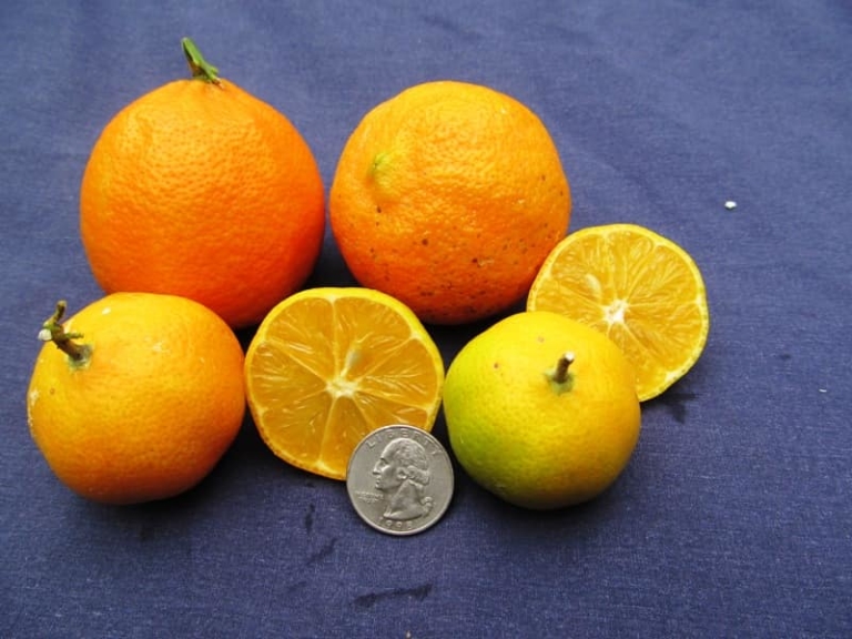 Rangpur Lime Tree • Just Fruits and Exotics