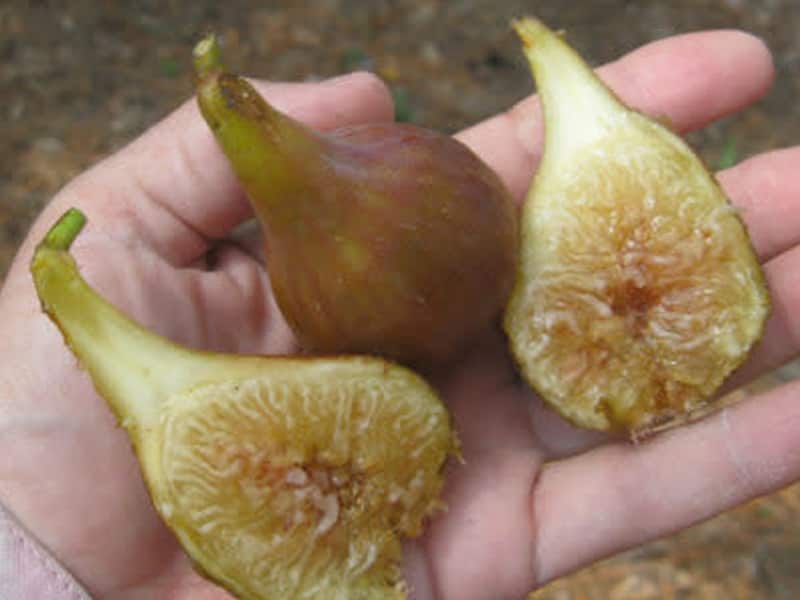 LSU Purple Fig Tree - Fruits and Exotics
