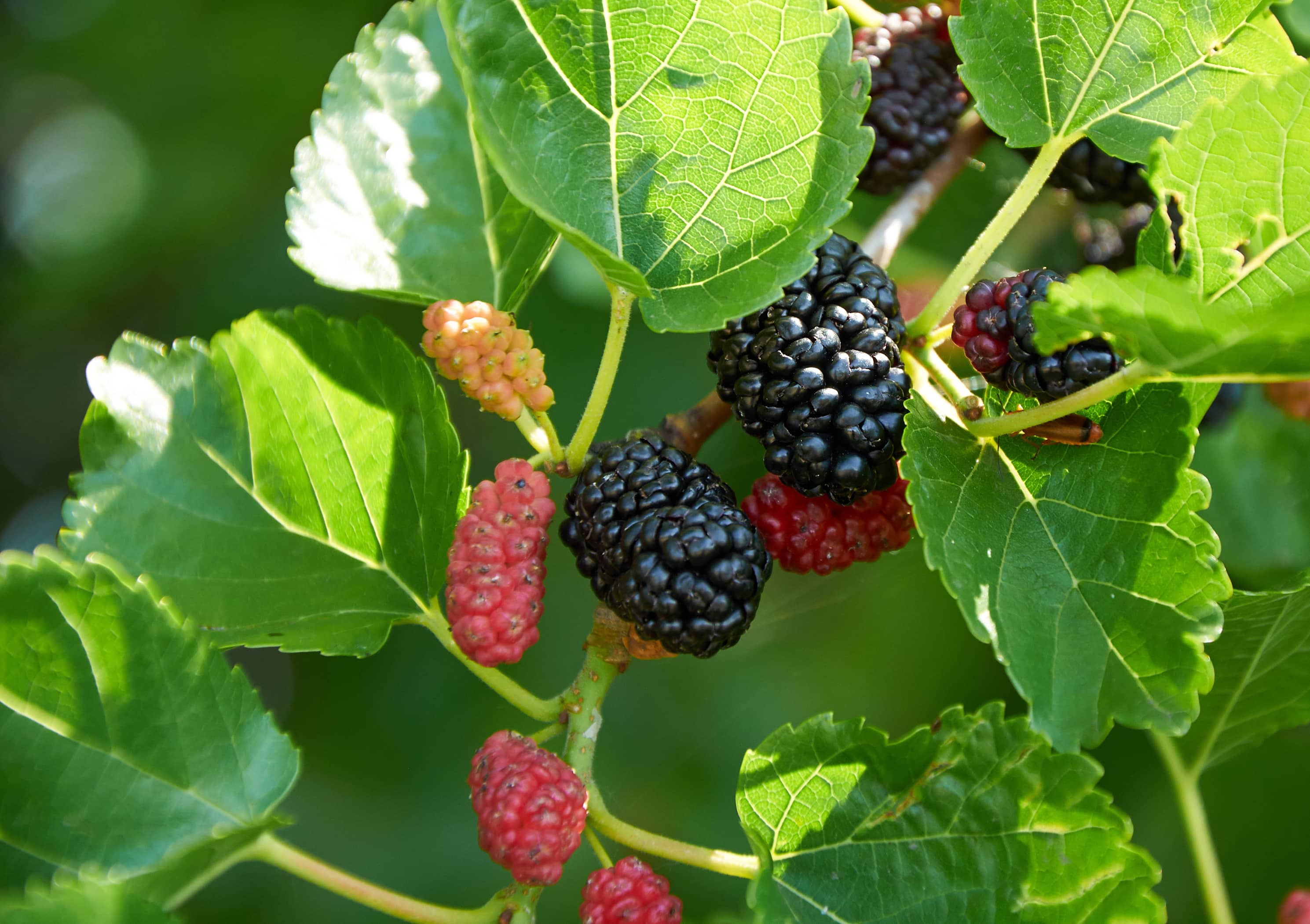 Mulberry. Шелковица Тортуоза. Шелковица Morus nigra. Шелковица тутовое дерево. Шелковица ягода дерево.