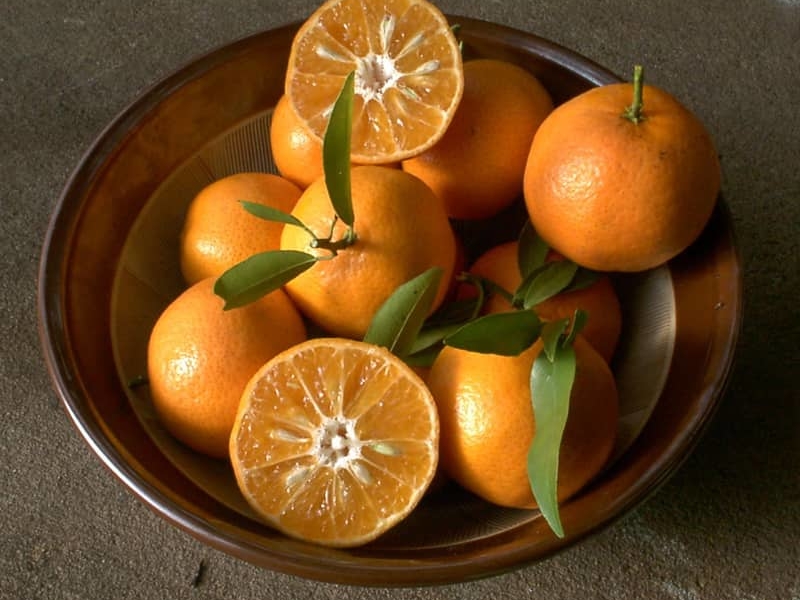 Marisol Clementine Tangerine Tree — Just Fruits and Exotics