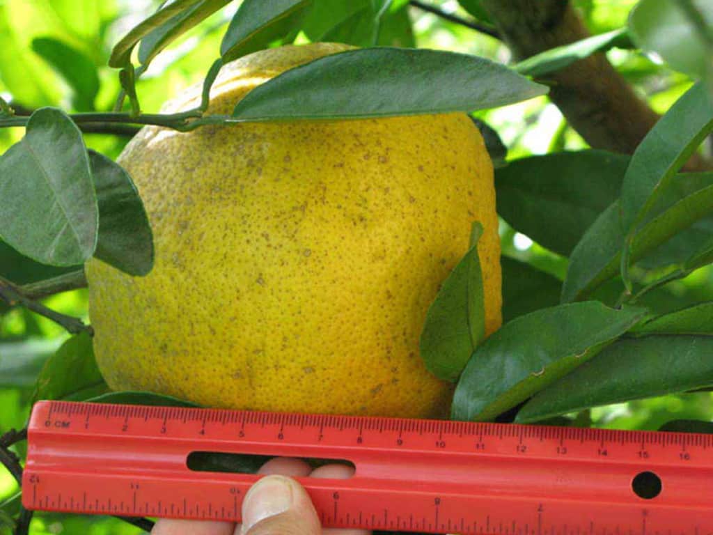 Seville Sour Orange Tree • Just Fruits and Exotics