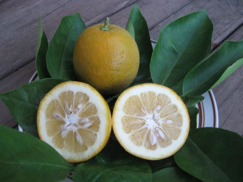 Bergamot Sour Orange Tree Just Fruits And Exotics