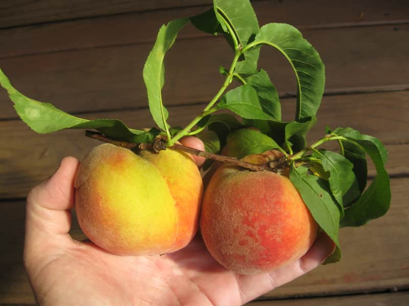 La Feliciana Peach Tree — Just Fruits and Exotics