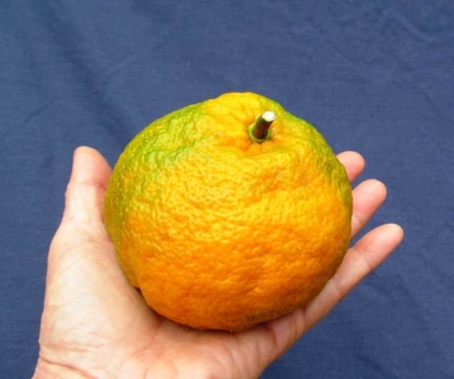 satsuma tangerine tree for sale