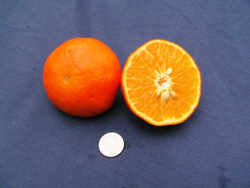 dancy tangerine seeds