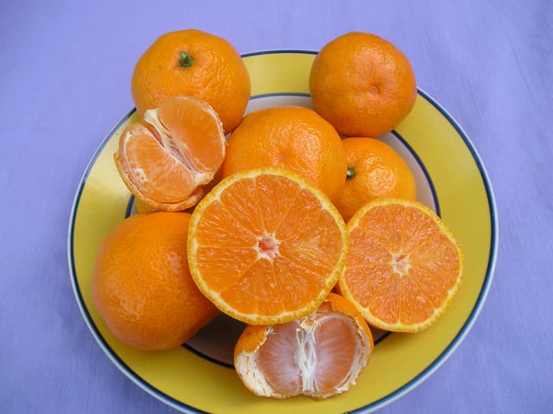 satsuma tangerine tree for sale