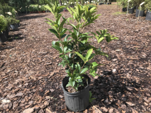 olive agricultural strict