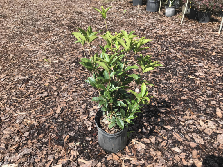 Tea Olive Tree • Just Fruits and Exotics