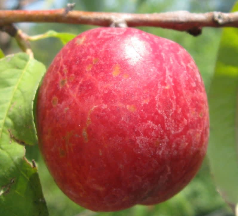 Sunraycer Nectarine Tree