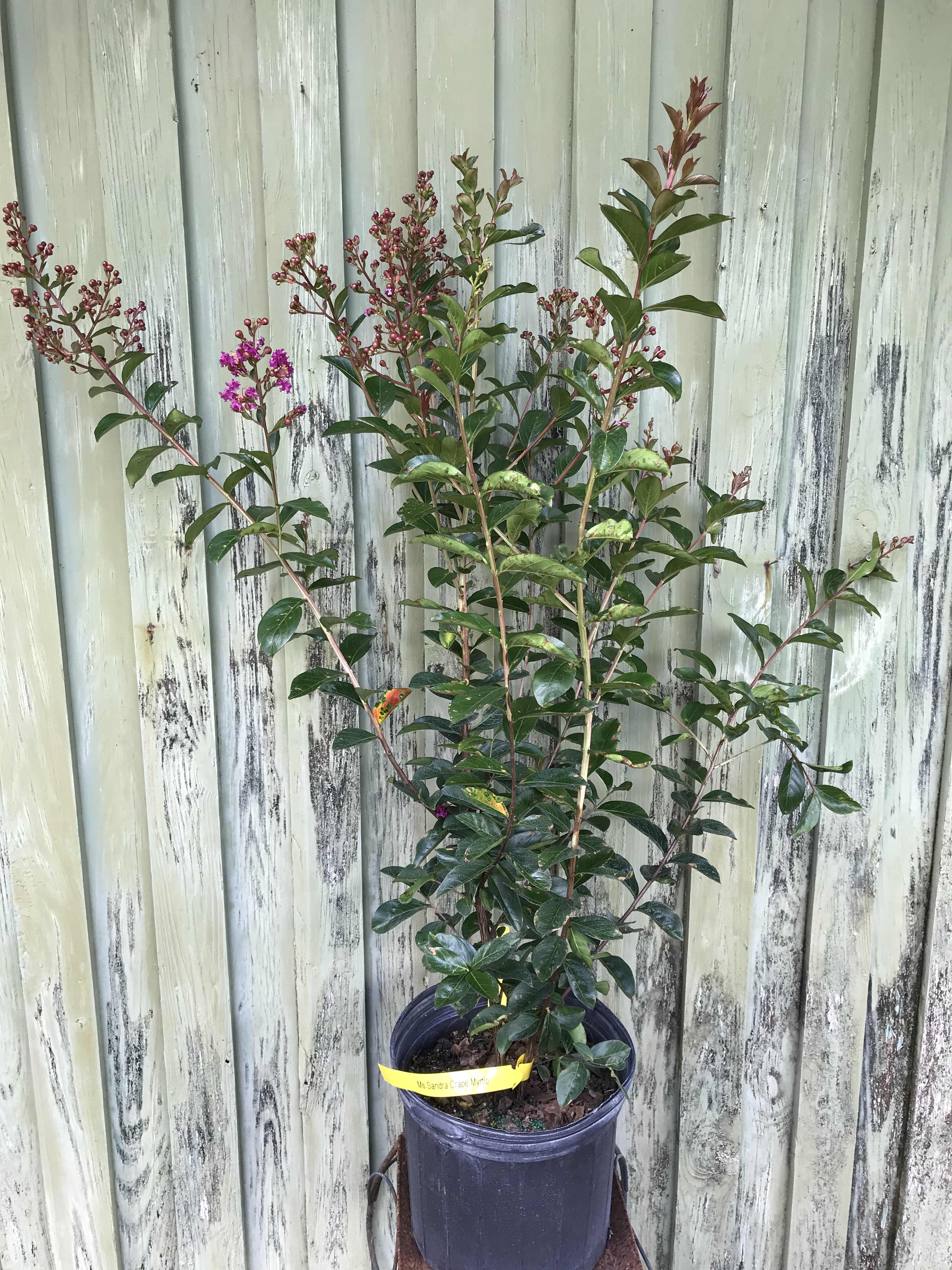 Miss sandra deals crepe myrtle