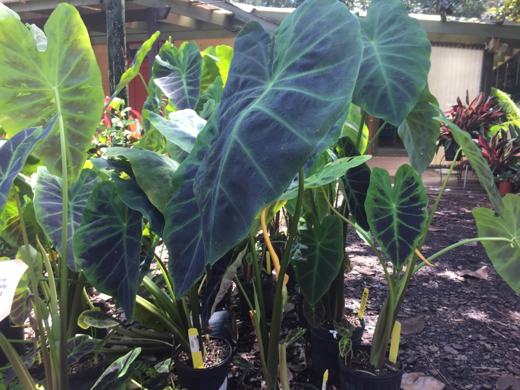 Black Taro Plant • Just Fruits and Exotics