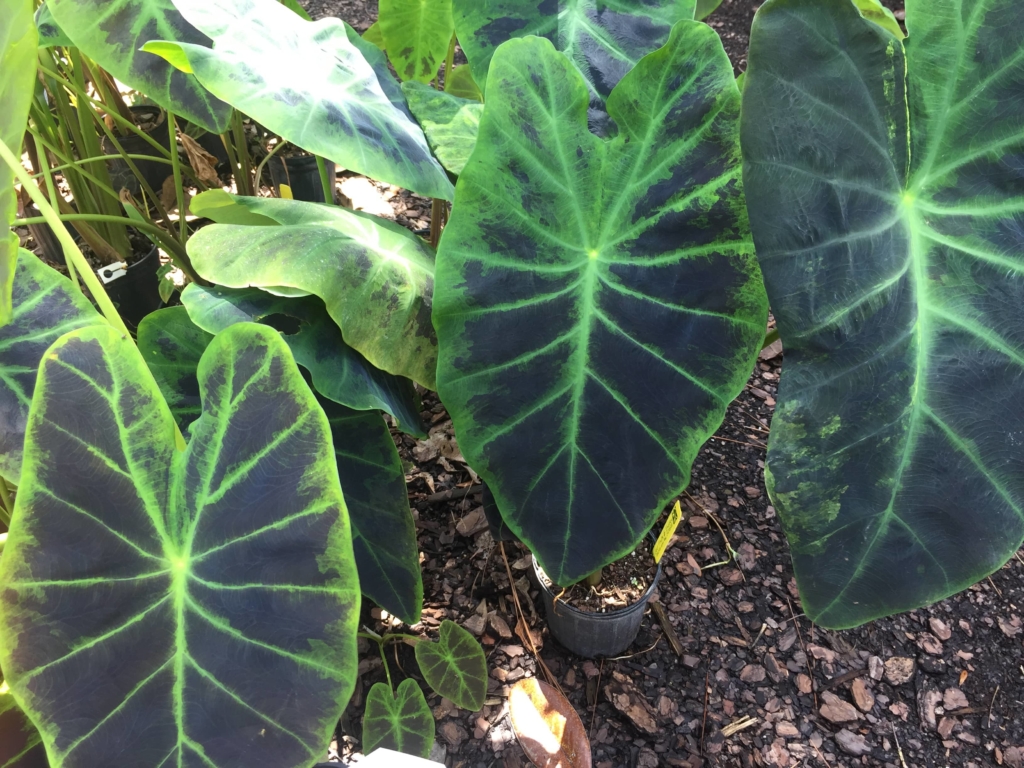 Black Taro Plant • Just Fruits and Exotics