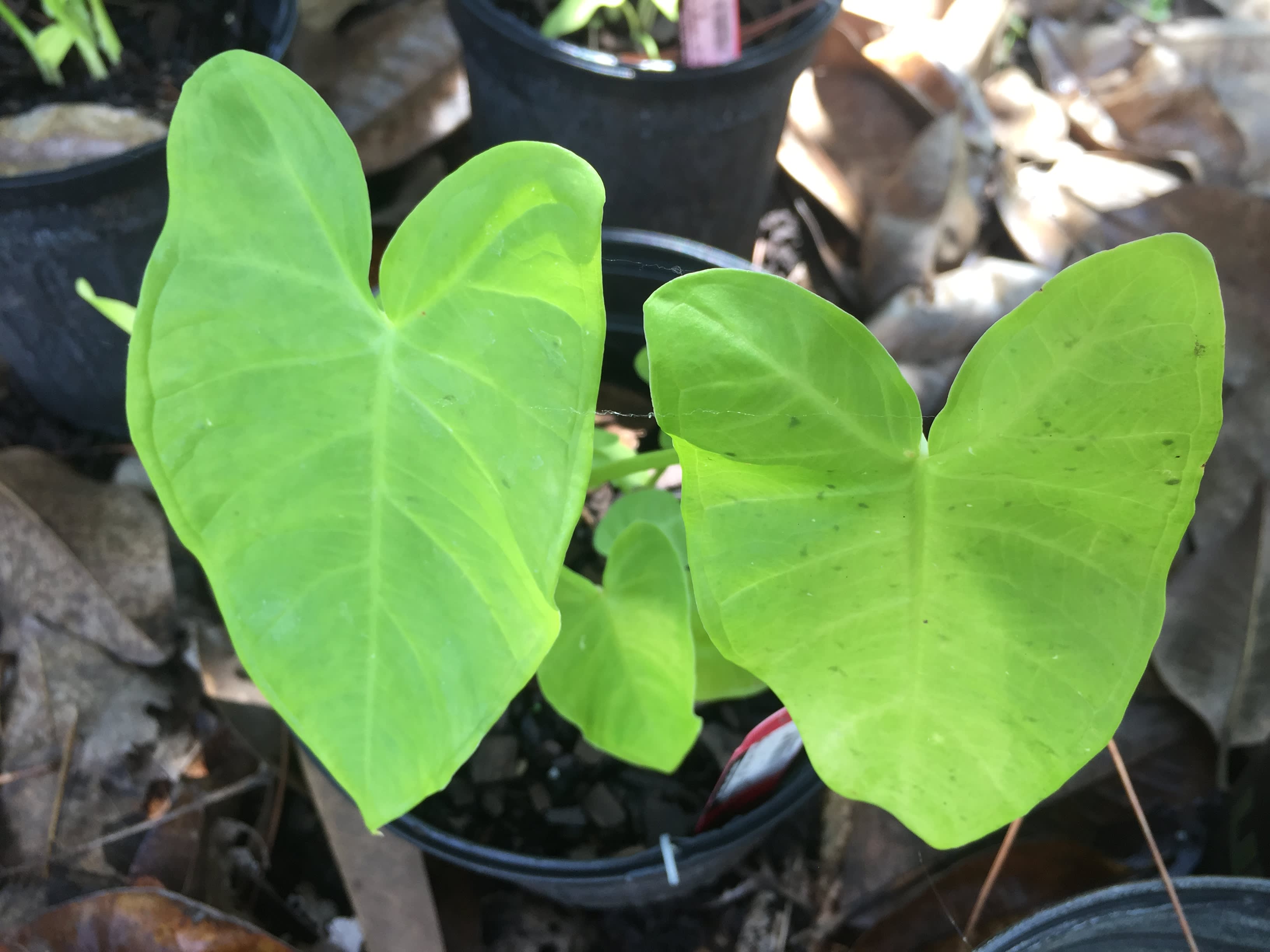 Lime Zinger Taro Plant — Just Fruits and Exotics