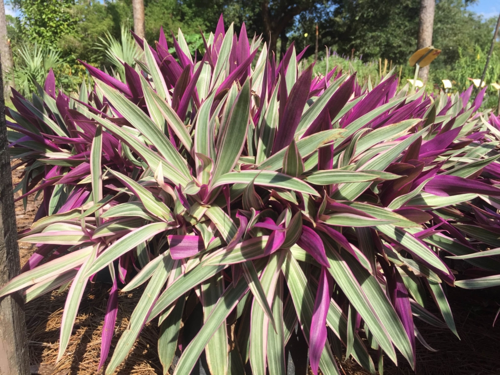 Variegated Oyster Plant • Just Fruits and Exotics