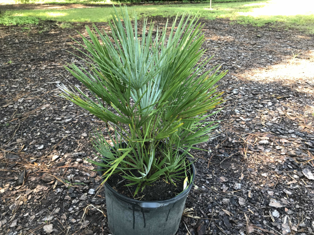 European Fan Palm Tree • Just Fruits and Exotics