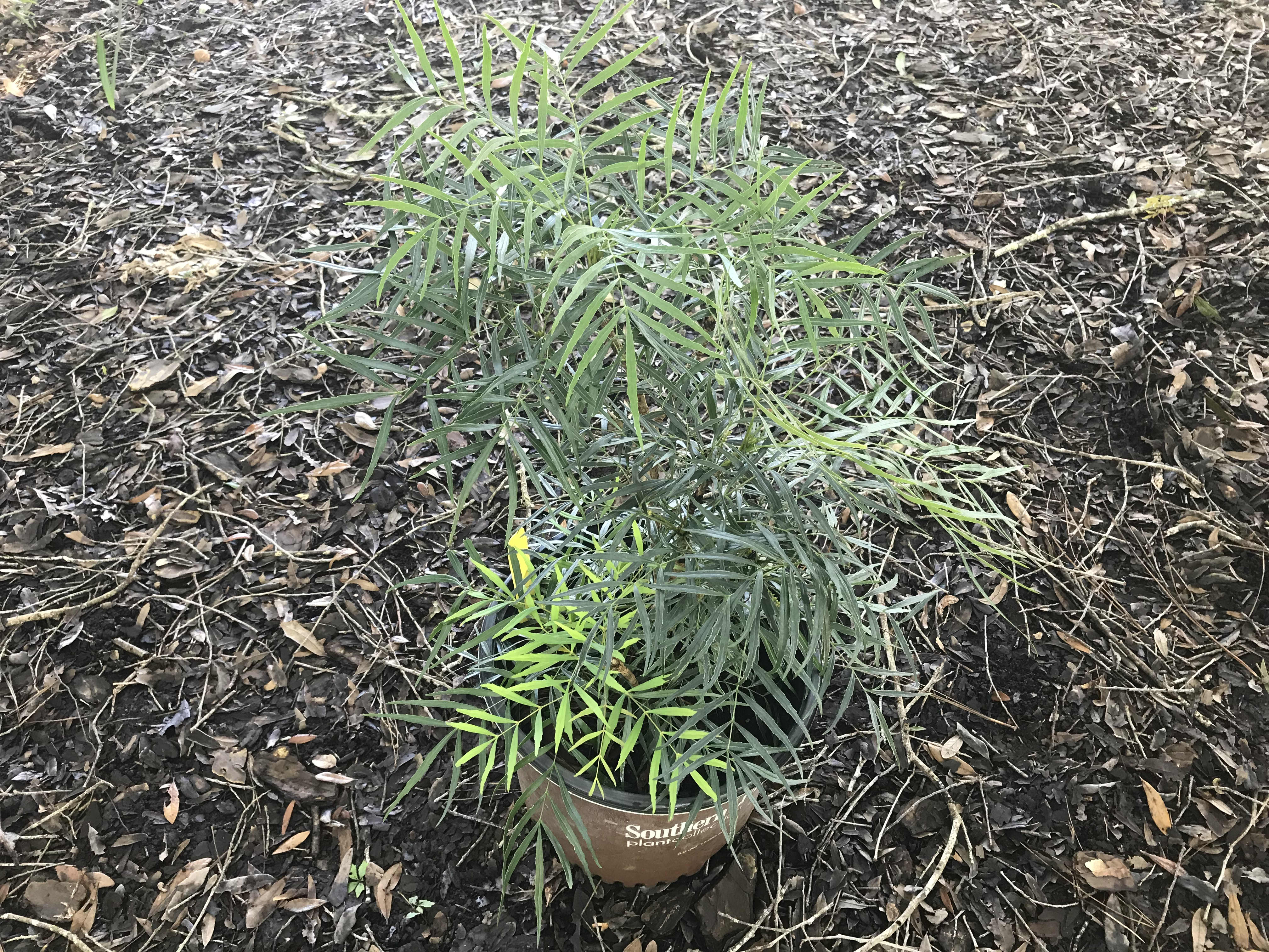 Soft Caress Mahonia “Barberry” Plant • Just Fruits and Exotics