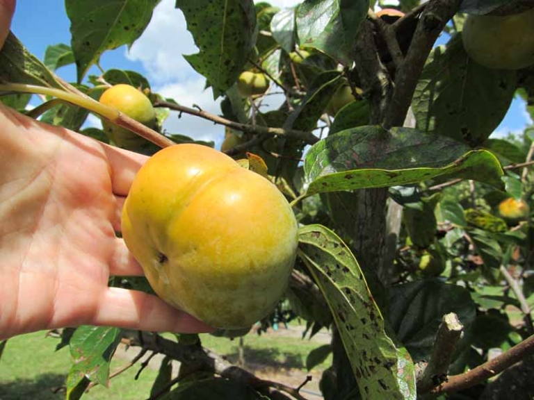 Hanafuyu Persimmon Tree • Just Fruits and Exotics