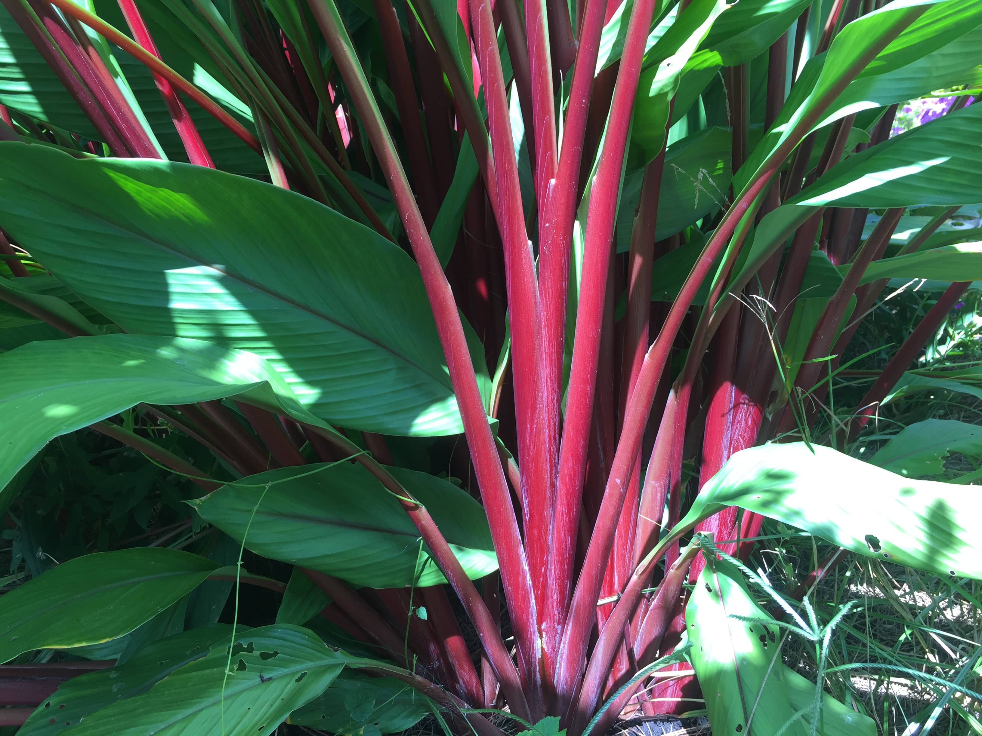 Scarlet Feaver Ginger Plant