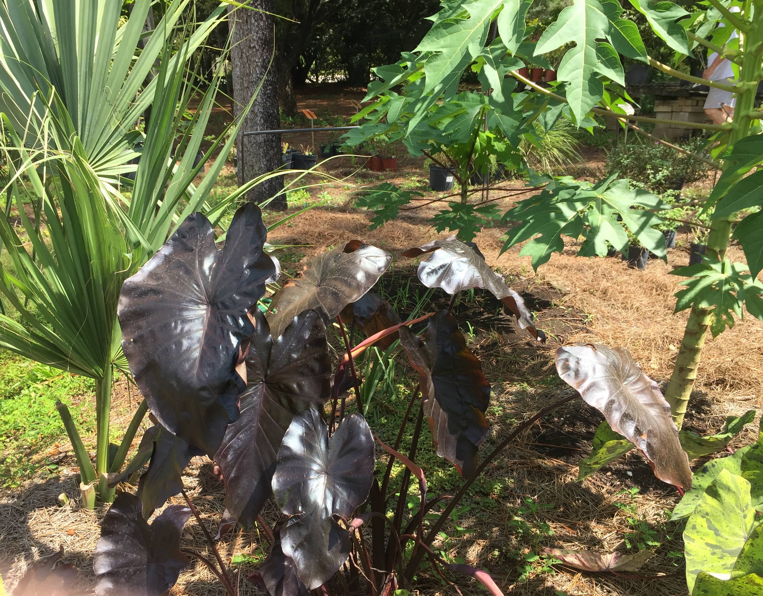 Black Ripple Taro Plant
