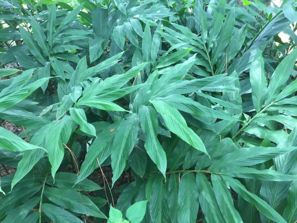 Pine Cone Ginger Plant • Just Fruits and Exotics
