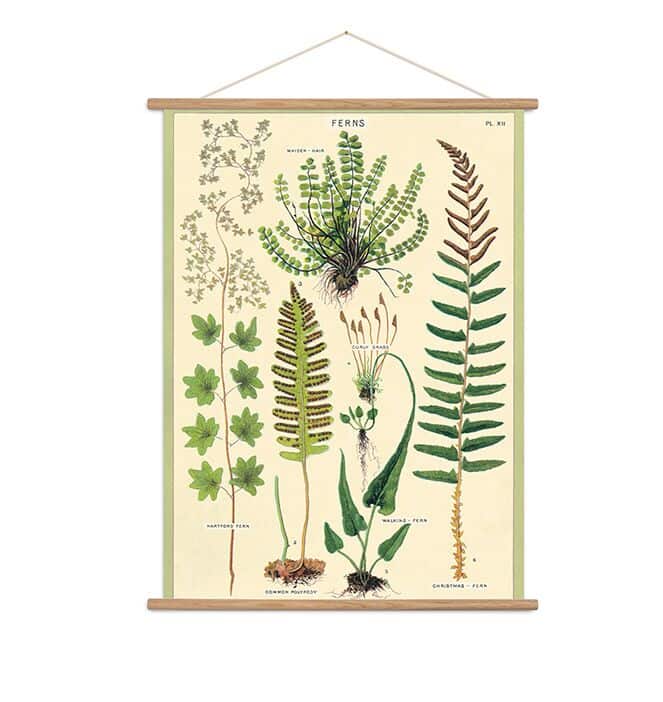 Cavallini & Co: Poster w/ Hang Kit (Multiple Styles)