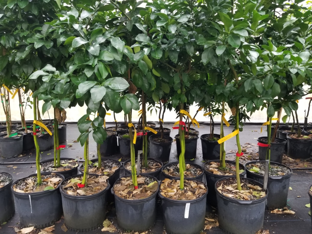 Ruby red grapefruit tree just fruits and exotics