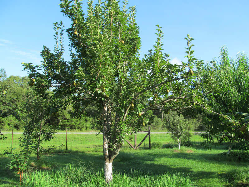 Sug Soft Pear Tree • Just Fruits and Exotics