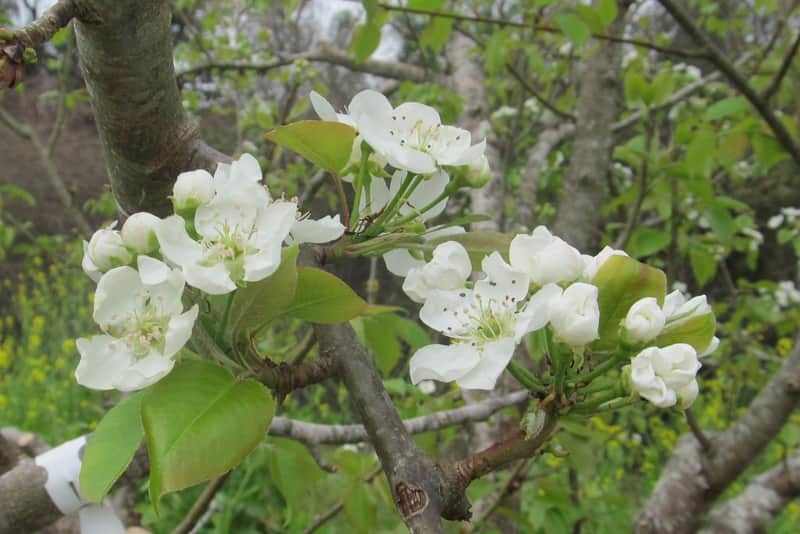 Bartlett Pear Tree For Sale - 4-5ft Bareroot Organic Grafted