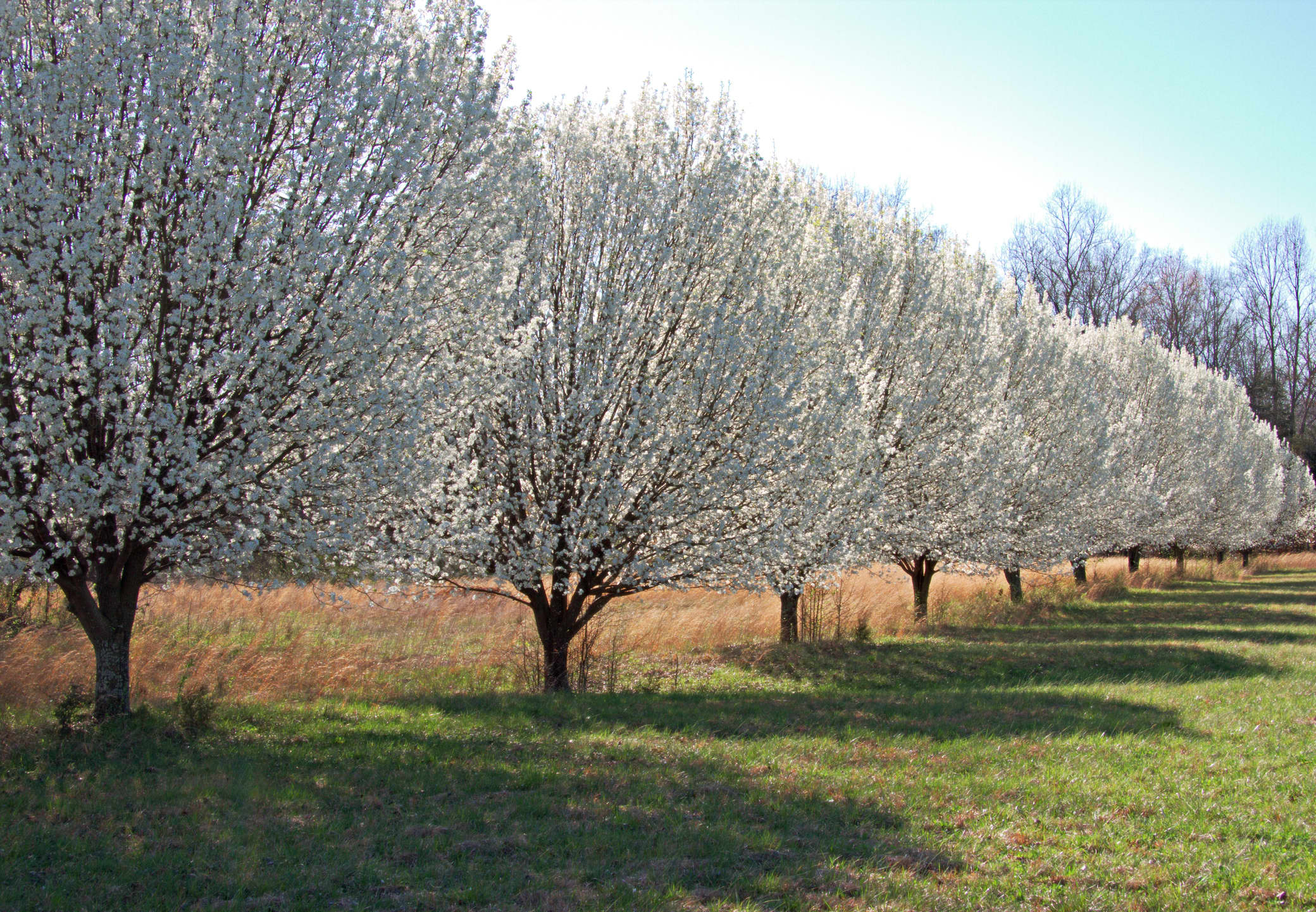 Biscamp Soft Pear Tree