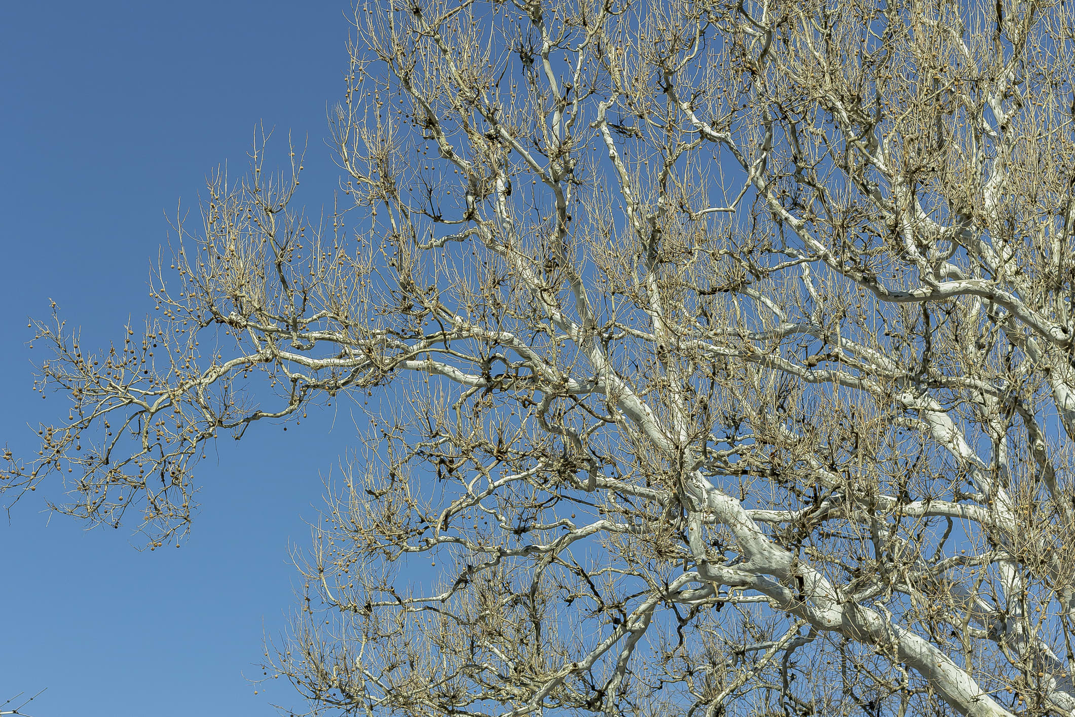 Sycamore Tree Fruit Edible : FOLKWAYS NOTEBOOK: AMERICAN SYCAMORE -- STRENGTH AND ENDURANCE : Check spelling or type a new query.