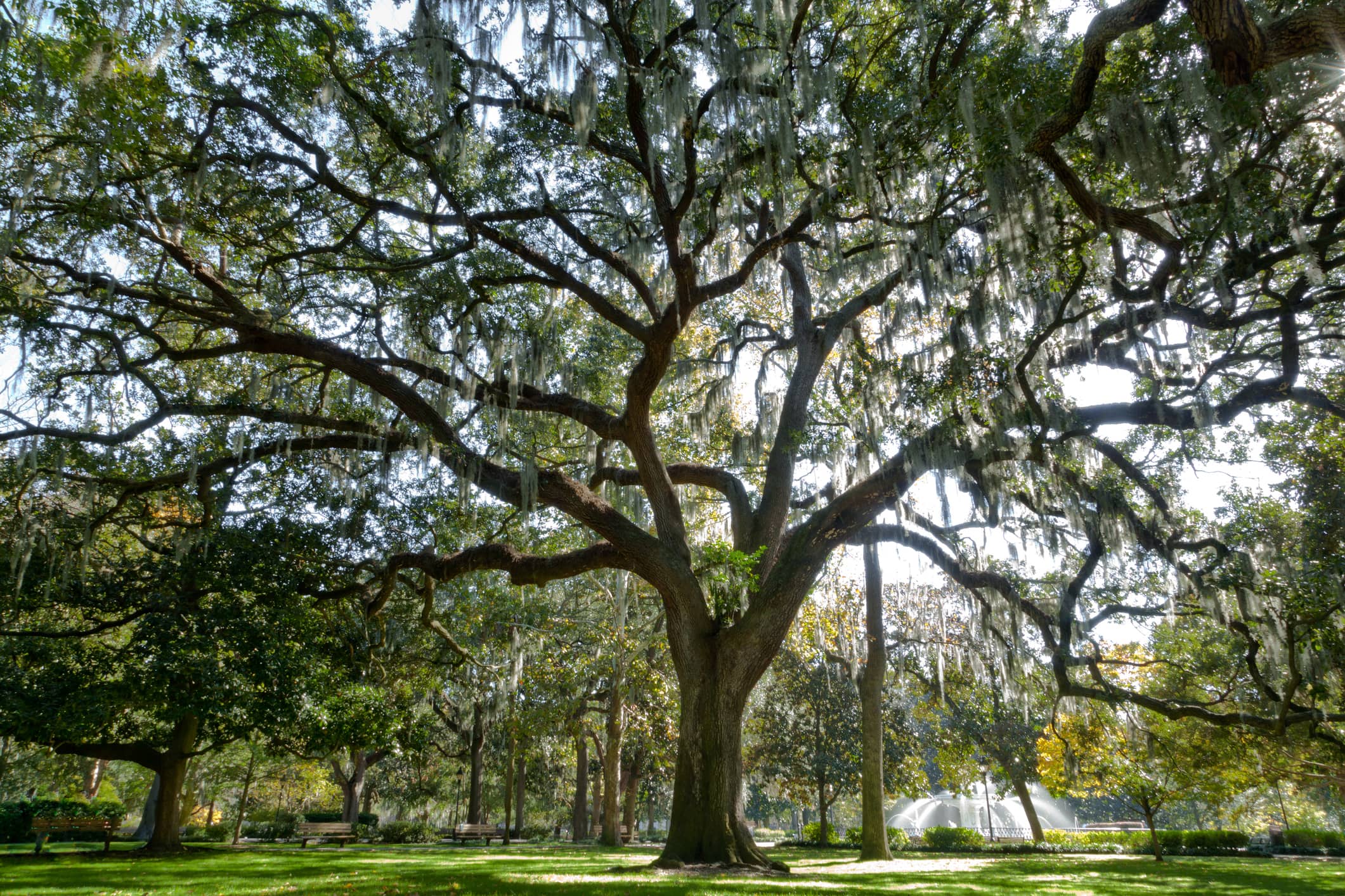 southern-live-oak-tree-just-fruits-and-exotics