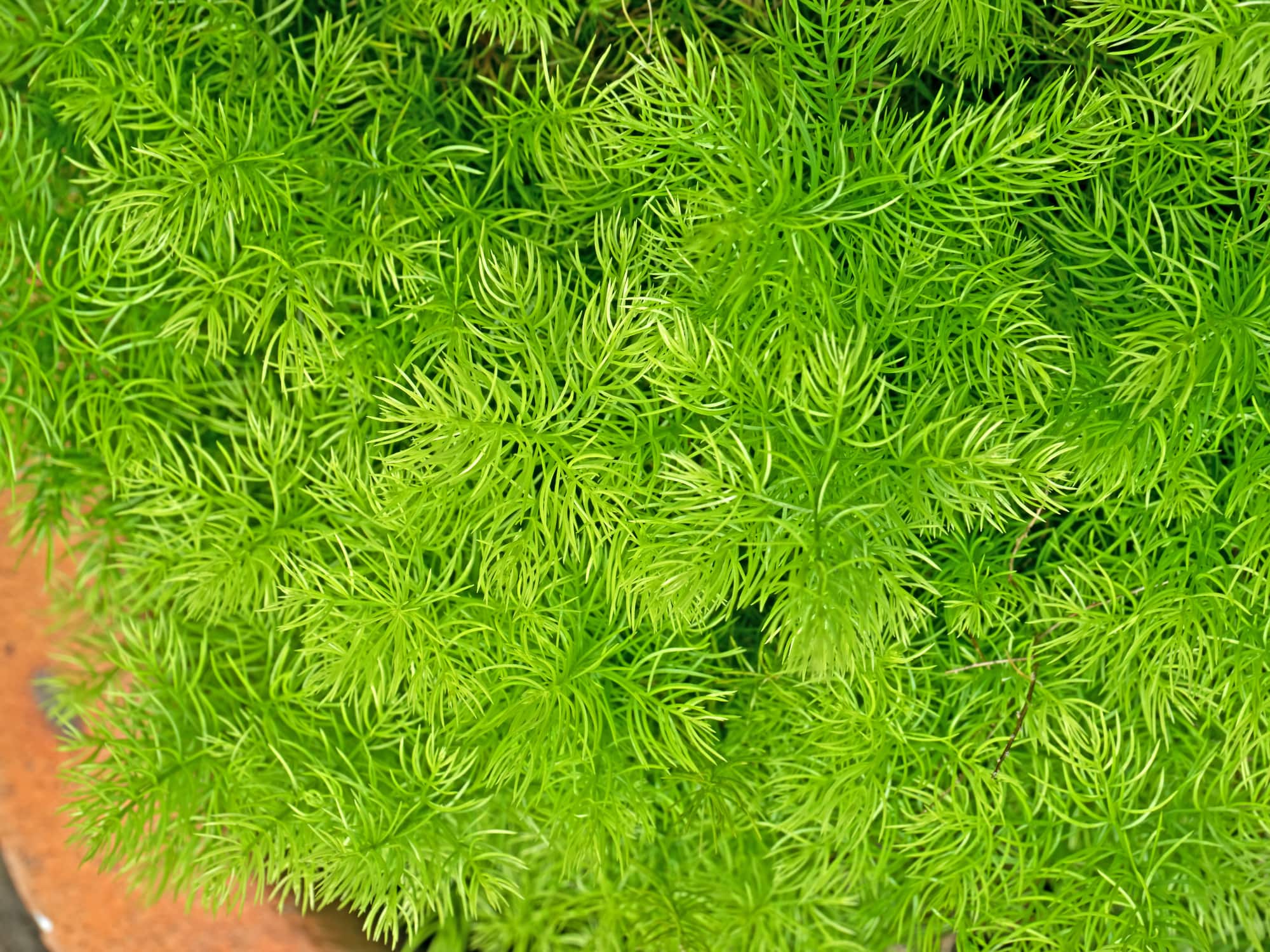 Sprengeri Asparagus Fern • Just Fruits and Exotics