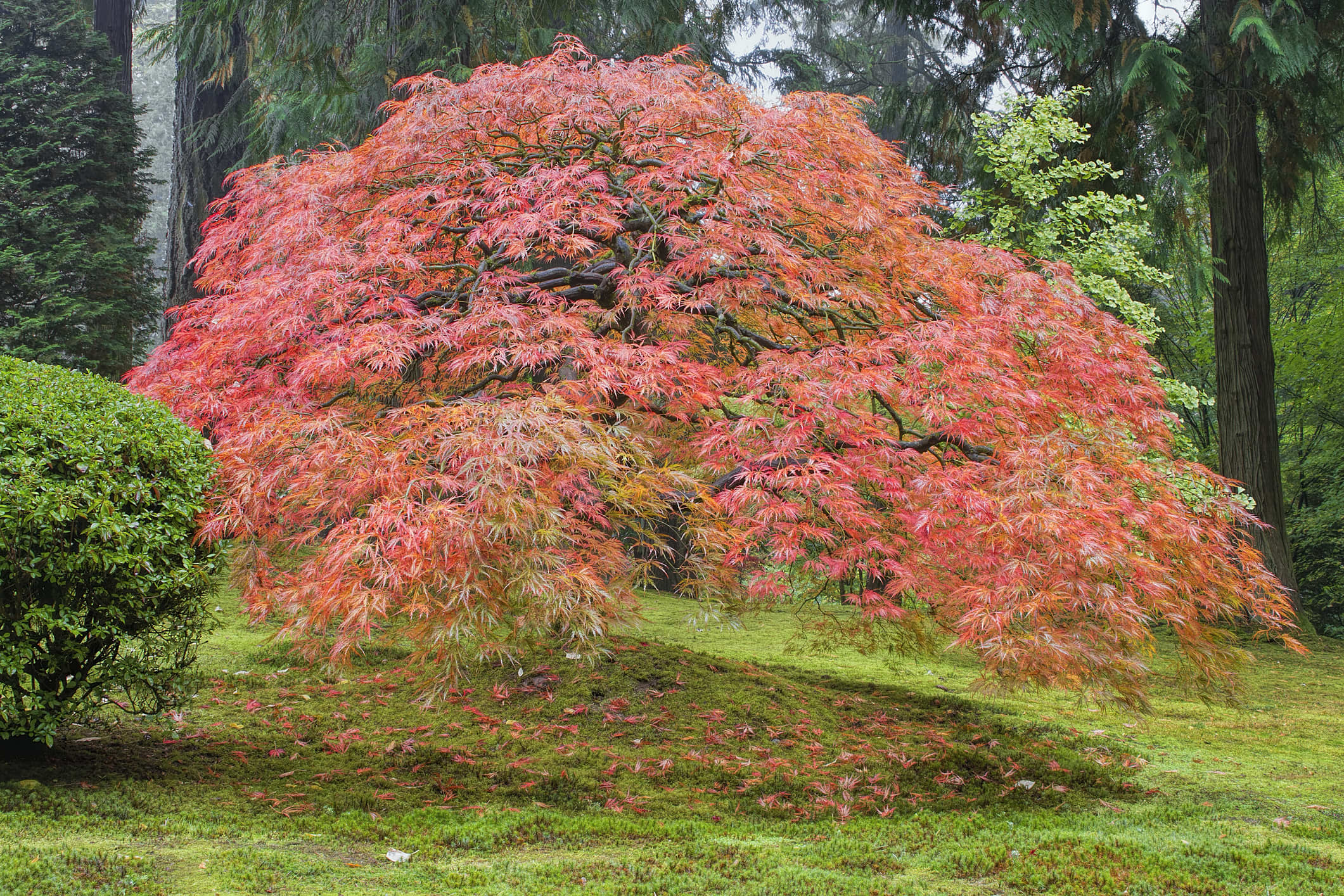 japanese maple tree types