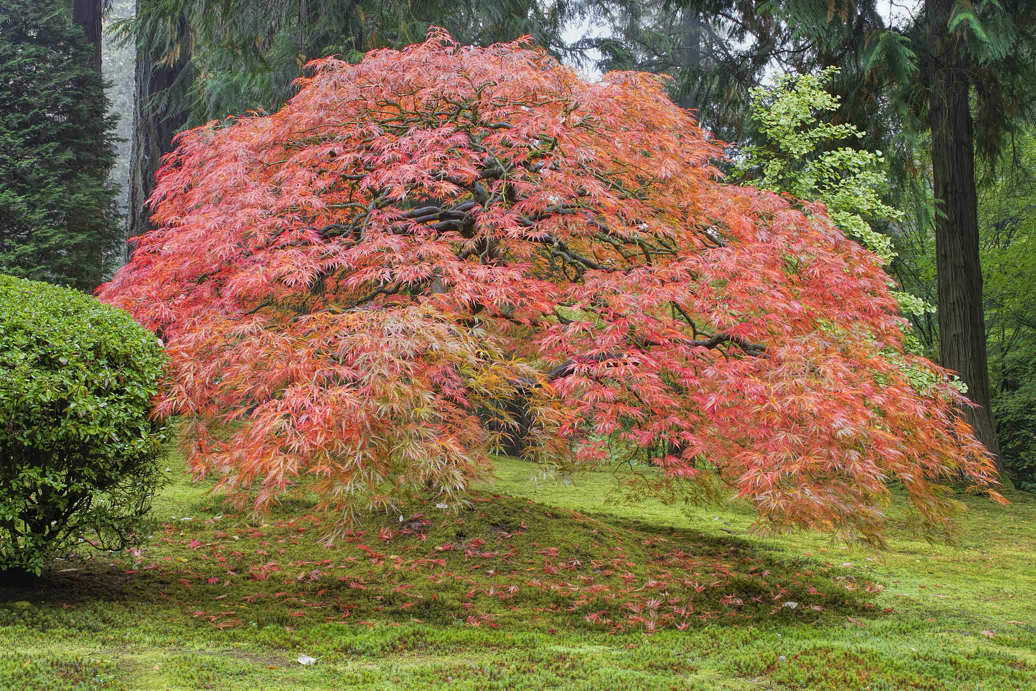 maple tree leaf types