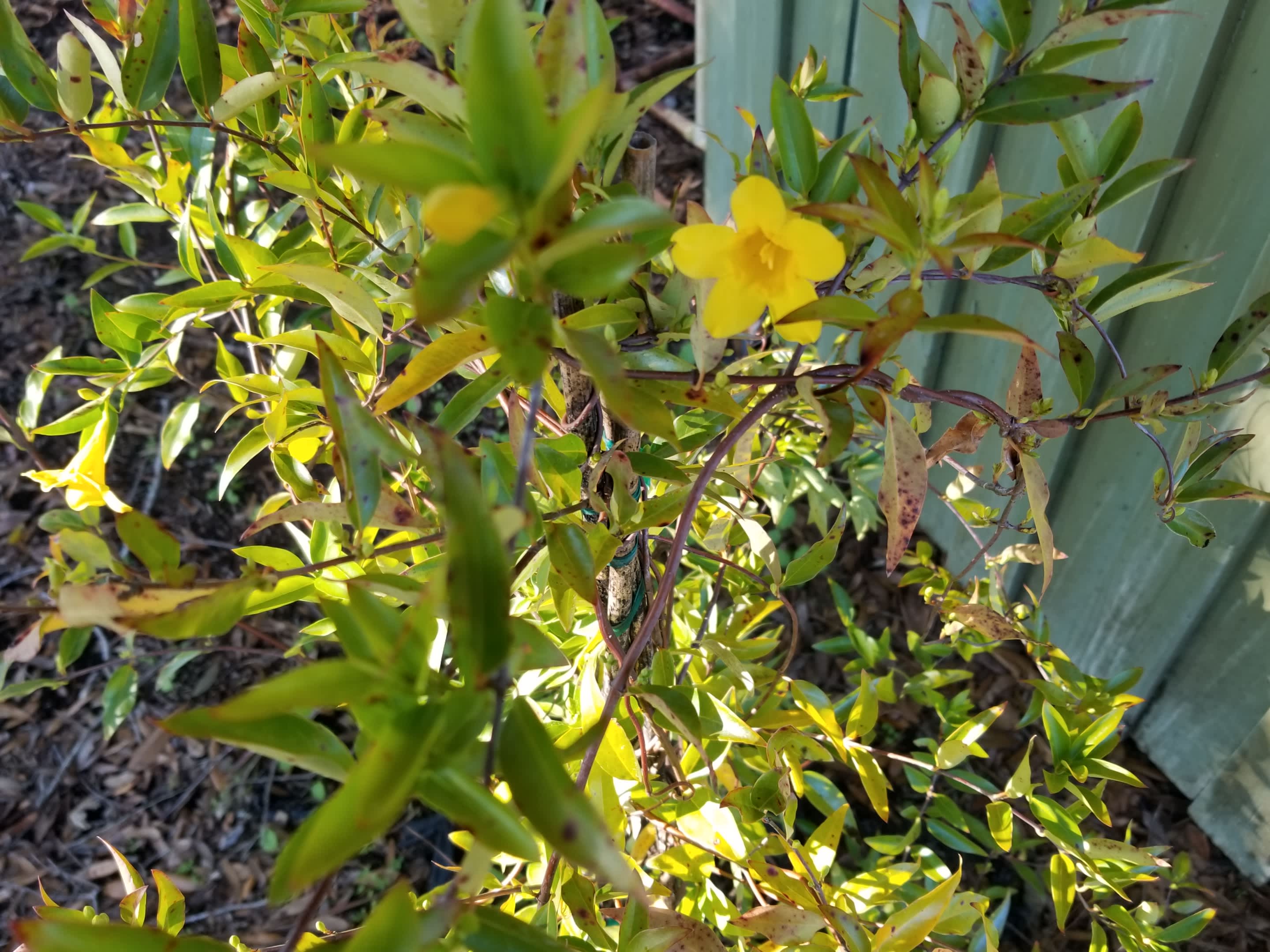 Carolina Jessamine Vine