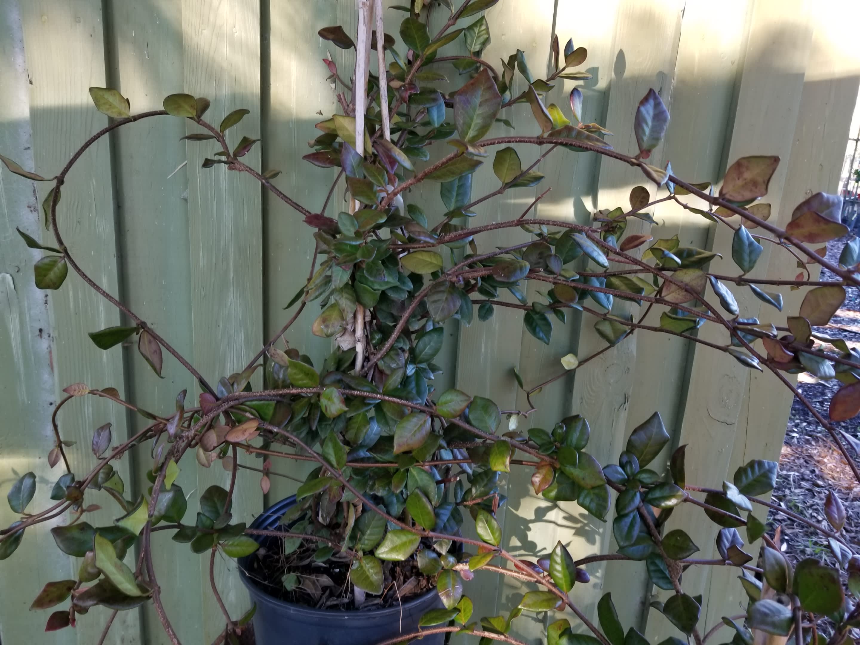 Confederate Jasmine Vine