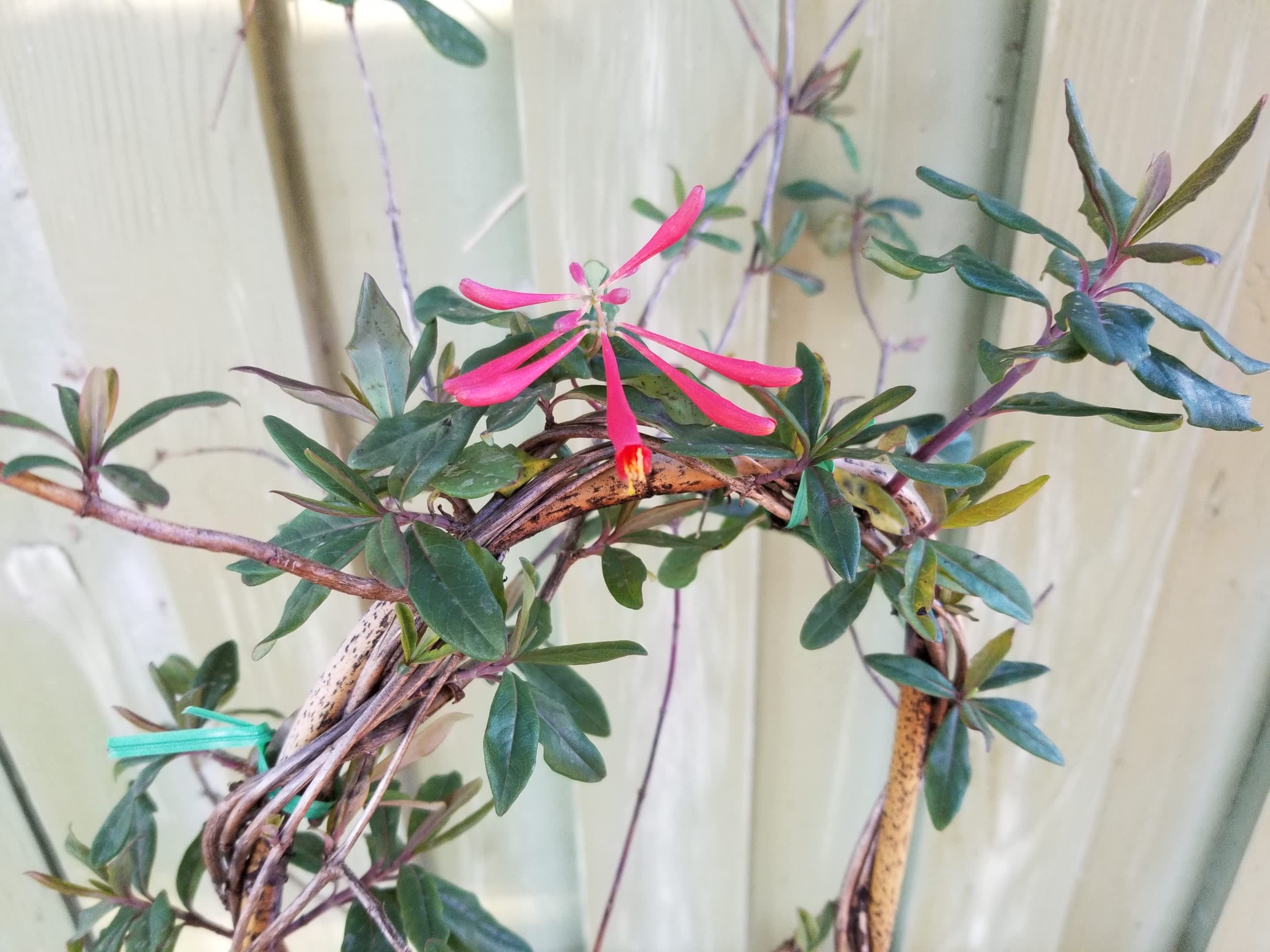 Honey Suckle Vine