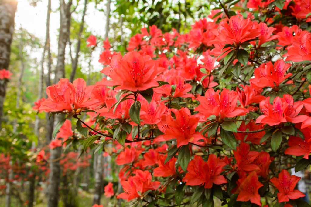 Fashion Azalea Bush — Just Fruits and Exotics
