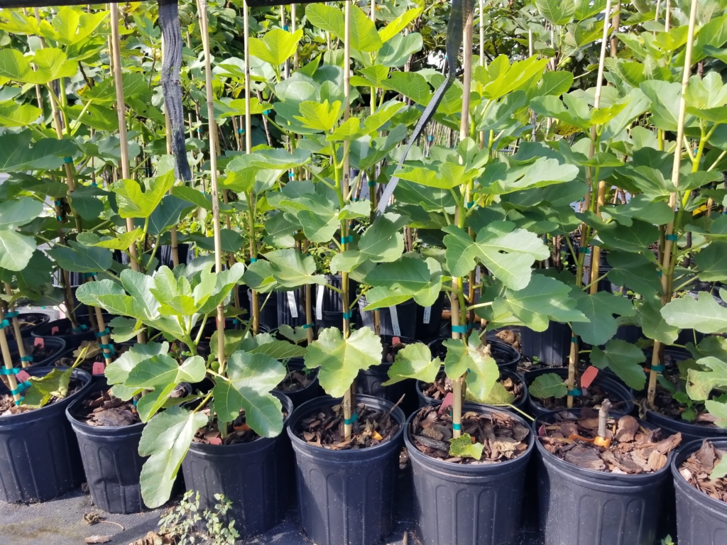 Black Madeira Fig Tree • Just Fruits and Exotics
