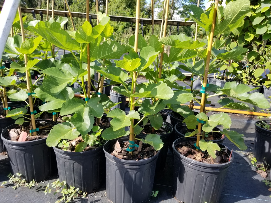 Black Madeira Fig Tree • Just Fruits and Exotics