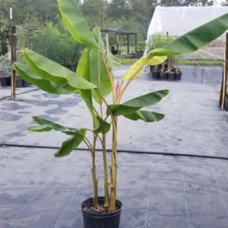 Pink Banana Plant • Just Fruits and Exotics