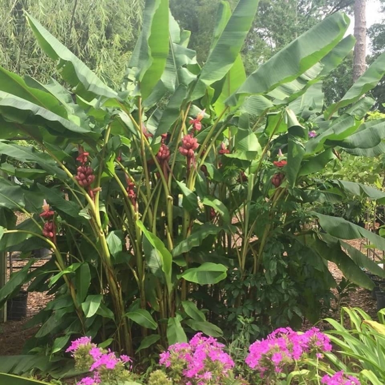 Pink Banana Plant • Just Fruits and Exotics