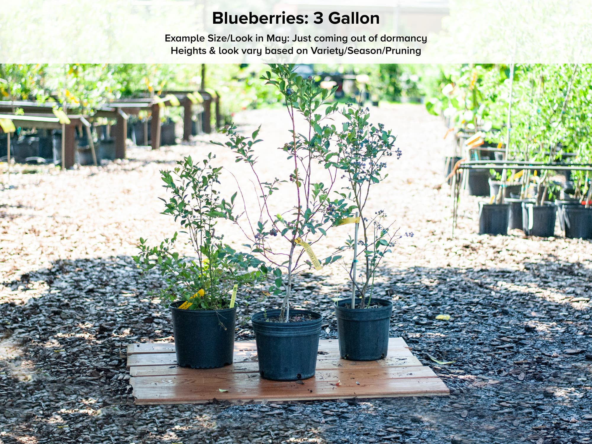 Delite Blueberry Bush “Rabbiteye”