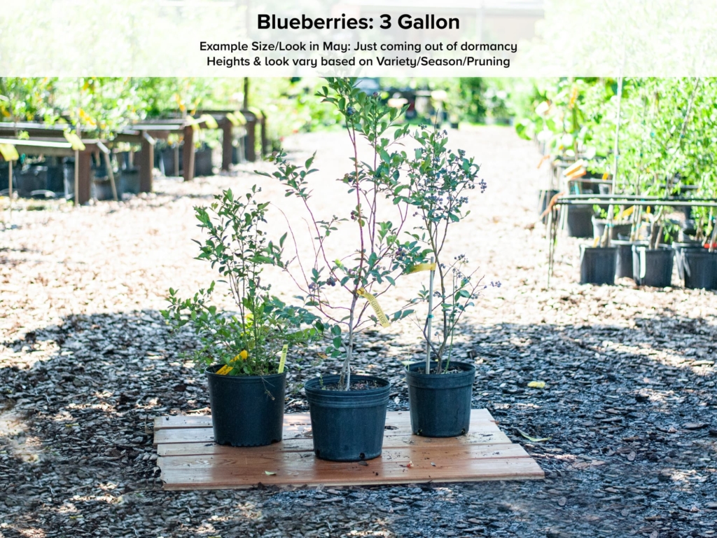 Emerald Blueberry Bush “Southern Highbush” • Just Fruits and Exotics
