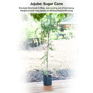 Sugar Cane Jujube Tree • Just Fruits and Exotics