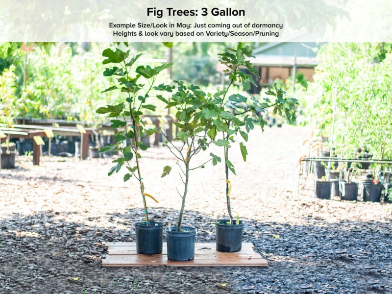 Rooted starting w/ green growth LSU gold fig tree large figs Fig pop 