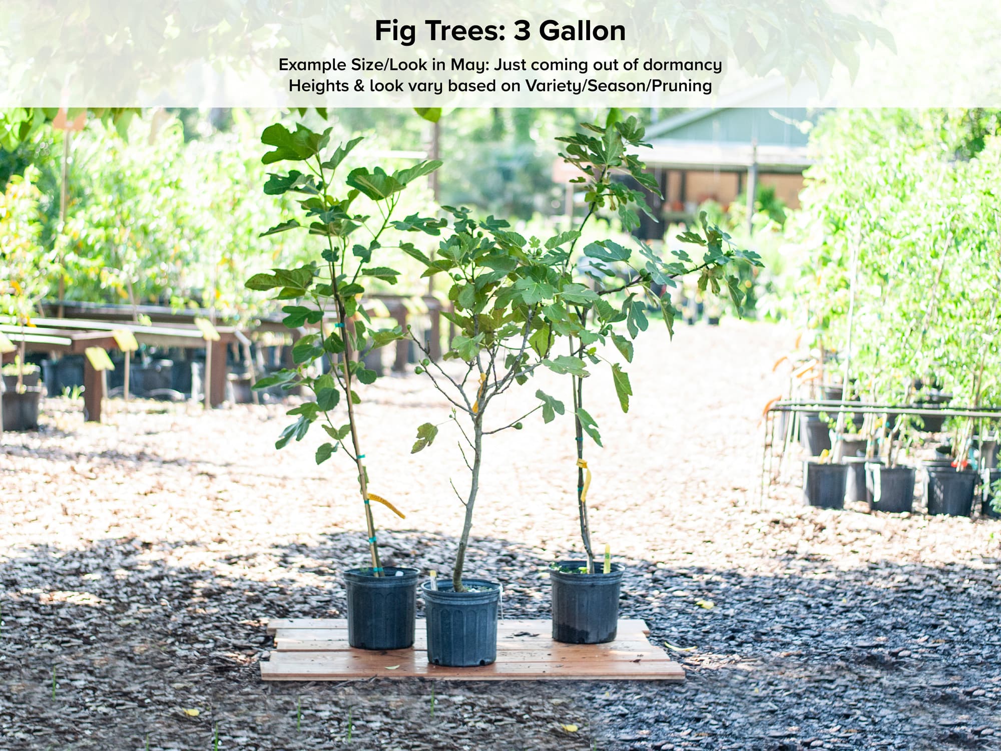 Candie Dark Fig Tree