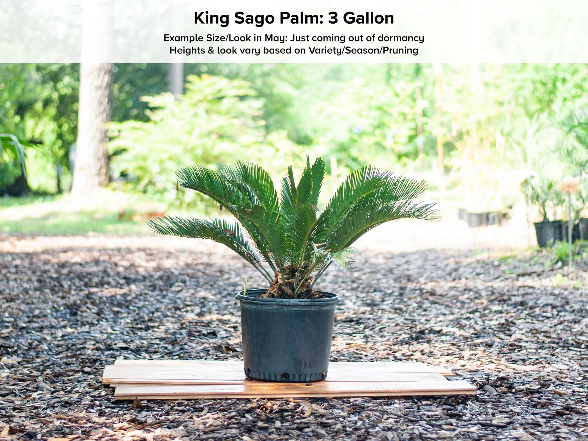 King Sago Palm Tree • Just Fruits and Exotics