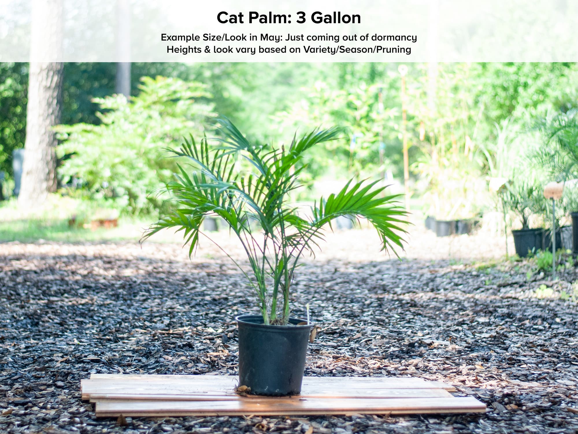 Cat Palm Tree • Just Fruits and Exotics